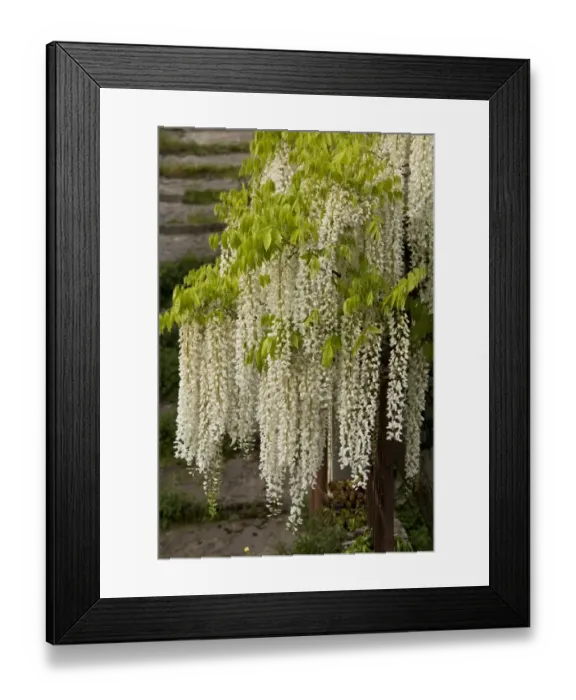 Framed Print : Chinese Wisteria (Wisteria sinensis) Alba, small free-standing tree, flowering, Central Italy, May Framed Print : Chinese Wisteria (Wisteria sinensis) Alba, small free-standing tree, flowering, Central Italy, May
