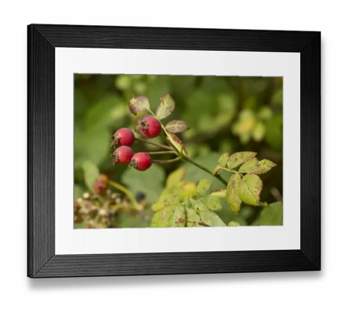 Framed Print : Field Rose (Rosa arvensis) close-up of ripe rosehips, Dorset, England, September Framed Print : Field Rose (Rosa arvensis) close-up of ripe rosehips, Dorset, England, September