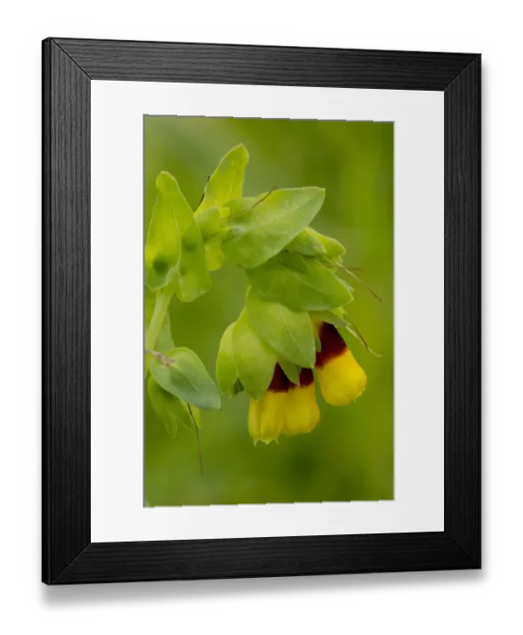 Framed Print : Honeywort (Cerinthe major) close-up of flowers, Sardinia, Italy, April Framed Print : Honeywort (Cerinthe major) close-up of flowers, Sardinia, Italy, April