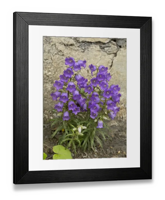 Framed Print : Pyrenean Bellflower (Campanula speciosa) flowering, growing on limestone, Gorges du Tarn, France, May Framed Print : Pyrenean Bellflower (Campanula speciosa) flowering, growing on limestone, Gorges du Tarn, France, May