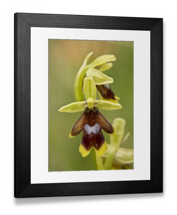 Framed Print : Aymonins Orchid (Ophrys aymoninii) close-up of flower, Causses, Massif Central, Cevennes, France, May Framed Print : Aymonins Orchid (Ophrys aymoninii) close-up of flower, Causses, Massif Central, Cevennes, France, May