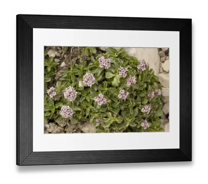 Framed Print : Dwarf Valerian (Valeriana supina) flowering, at 2500m, Dolomites, Italian Alps, Italy, June