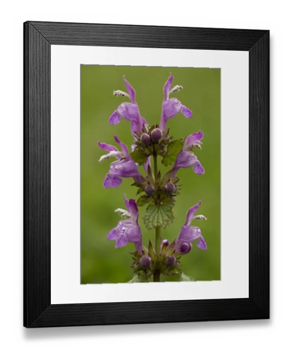 Framed Print : Gargano Dead-nettle (Lamium garganicum) flowering, Italy, May
