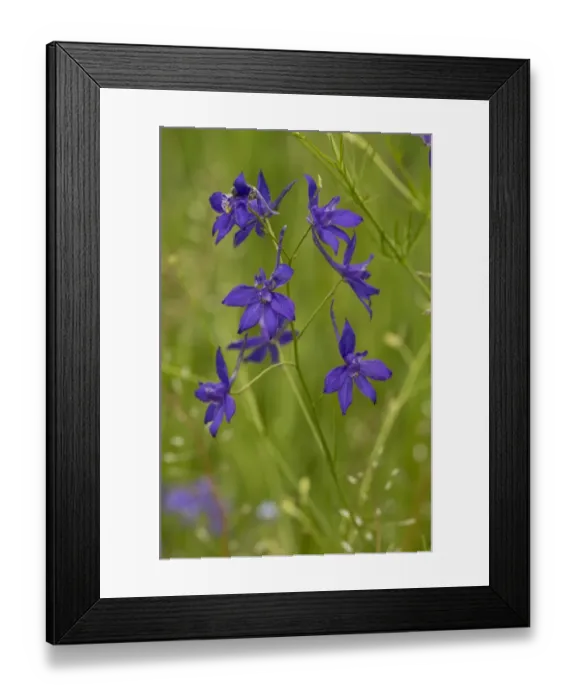 Framed Print : Forking Larkspur (Consolida regalis) flowering, Romania, June Framed Print : Forking Larkspur (Consolida regalis) flowering, Romania, June