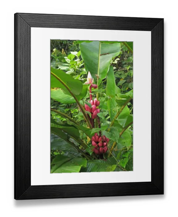 Framed Print : Pink Banana (Musa velutina) in fruit, growing in forest, Canopy Lodge, El Valle, Panama, October Framed Print : Pink Banana (Musa velutina) in fruit, growing in forest, Canopy Lodge, El Valle, Panama, October