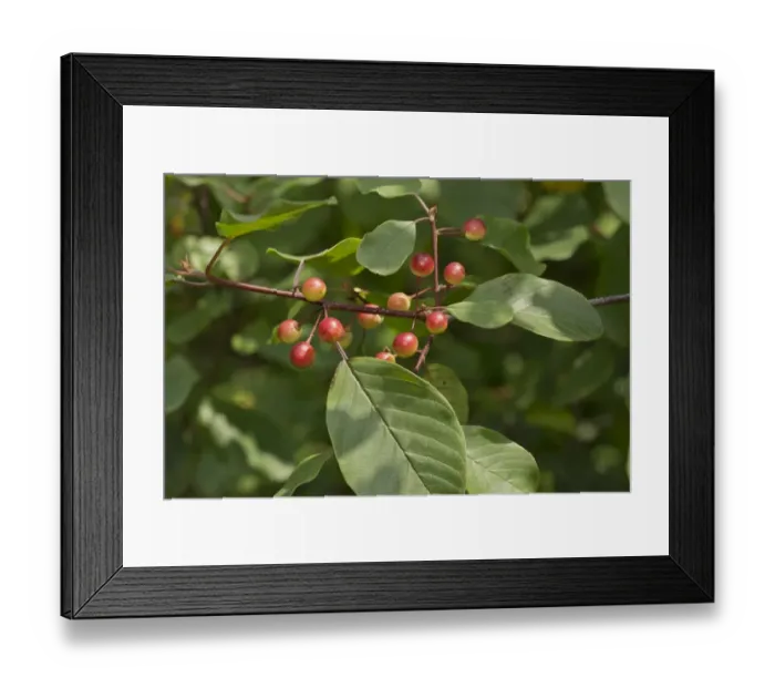 Framed Print : Alder Buckthorn (Frangula alnus) close-up of ripening berries, Dartmoor, Devon, England, July Framed Print : Alder Buckthorn (Frangula alnus) close-up of ripening berries, Dartmoor, Devon, England, July