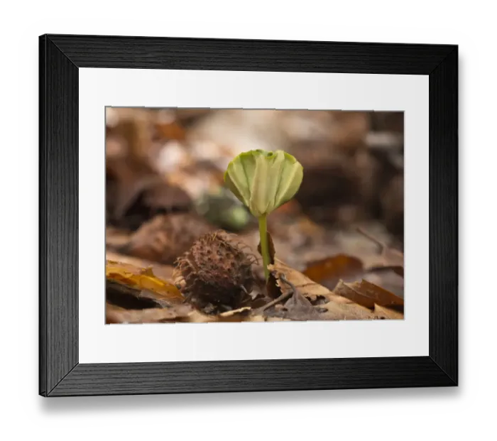 Framed Print : Common Beech (Fagus sylvatica) seedling, growing amongst leaf litter under dense shade in forest, French Pyrenees Framed Print : Common Beech (Fagus sylvatica) seedling, growing amongst leaf litter under dense shade in forest, French Pyrenees