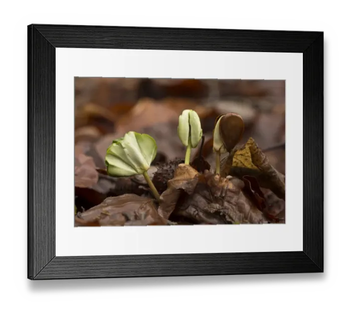 Framed Print : Common Beech (Fagus sylvatica) seedlings, growing amongst leaf litter under dense shade in forest, French Pyrenees Framed Print : Common Beech (Fagus sylvatica) seedlings, growing amongst leaf litter under dense shade in forest, French Pyrenees