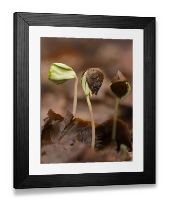 Framed Print : Common Beech (Fagus sylvatica) seedlings, growing amongst leaf litter under dense shade in forest, French Pyrenees Framed Print : Common Beech (Fagus sylvatica) seedlings, growing amongst leaf litter under dense shade in forest, French Pyrenees