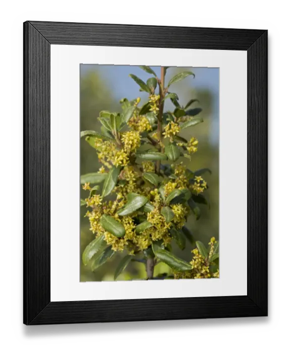 Framed Print : Mediterranean Buckthorn (Rhamnus alaternus) close-up of leaves and flowers, Cyprus, March Framed Print : Mediterranean Buckthorn (Rhamnus alaternus) close-up of leaves and flowers, Cyprus, March