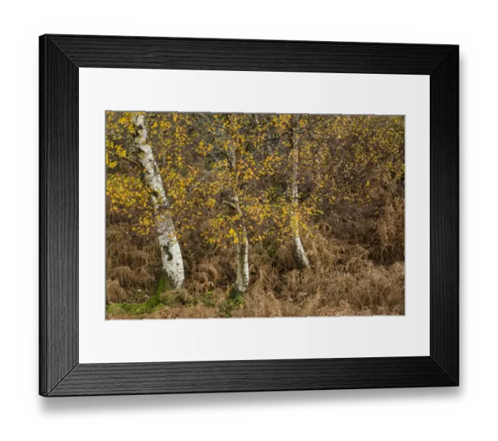 Framed Print : Silver Birch (Betula pendula) leaves in autumn colour, with Bracken (Pteridium aquilinum), Killarney N. P Framed Print : Silver Birch (Betula pendula) leaves in autumn colour, with Bracken (Pteridium aquilinum), Killarney N. P