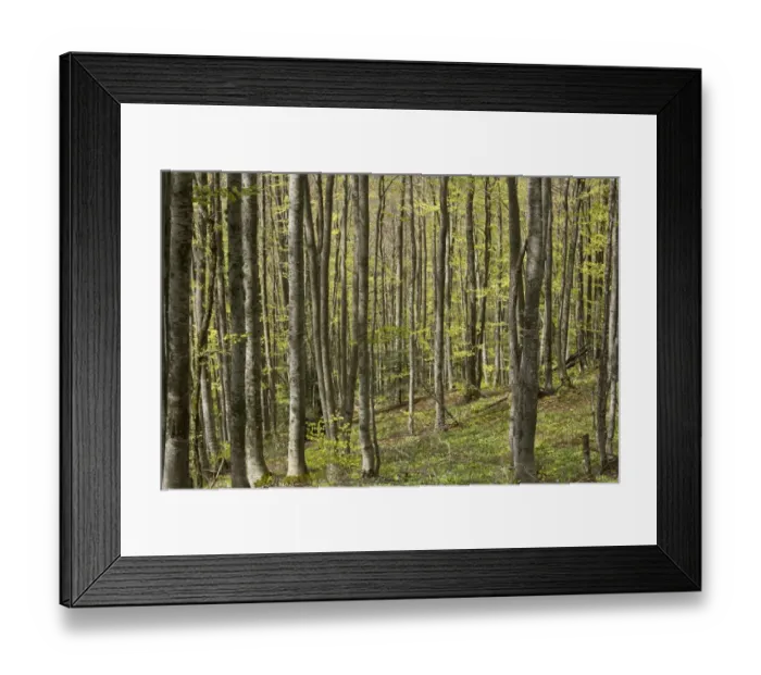 Framed Print : Common Beech (Fagus sylvatica) forest habitat, above Ax les Thermes, French Pyrenees, France, May Framed Print : Common Beech (Fagus sylvatica) forest habitat, above Ax les Thermes, French Pyrenees, France, May