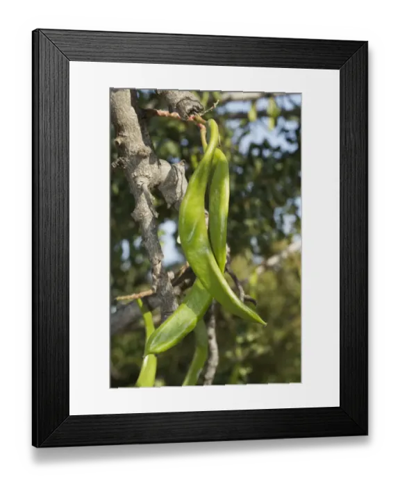 Framed Print : Carob (Ceratonia siliqua) close-up of ripening fruits, Cyprus, March Framed Print : Carob (Ceratonia siliqua) close-up of ripening fruits, Cyprus, March