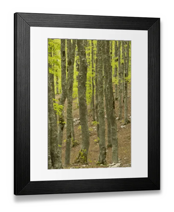 Framed Print : Common Beech (Fagus sylvatica) forest habitat, Force d Acero, Abruzzo N. P. Apennines, Italy, May