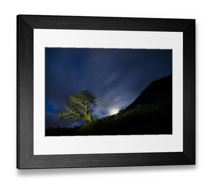 Framed Print : Common Hawthorn (Crataegus monogyna) habit, growing on hillside with moon at night, Annascaul, Dingle Peninsula Framed Print : Common Hawthorn (Crataegus monogyna) habit, growing on hillside with moon at night, Annascaul, Dingle Peninsula