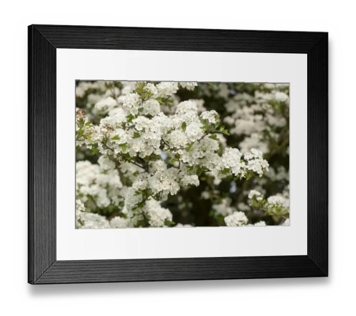 Framed Print : Common Hawthorn (Crataegus monogyna) close-up of flowers, England, May Framed Print : Common Hawthorn (Crataegus monogyna) close-up of flowers, England, May