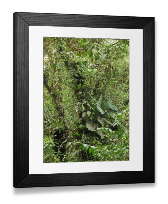 Framed Print : Lush vegetation in tropical forest habitat, Canopy Lodge, El Valle, Panama, October Framed Print : Lush vegetation in tropical forest habitat, Canopy Lodge, El Valle, Panama, October