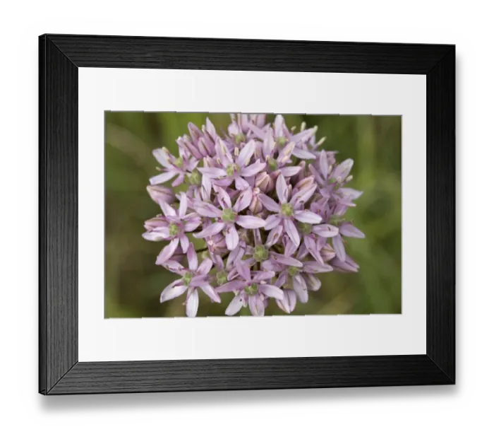 Framed Print : Black Garlic (Allium nigrum) close-up of flowers, growing in cultivated field, Chios, Greece, April Framed Print : Black Garlic (Allium nigrum) close-up of flowers, growing in cultivated field, Chios, Greece, April