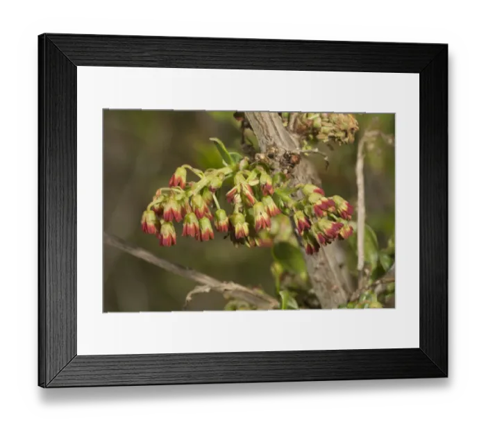 Framed Print : Mediterranean Coriaria (Coriaria myrtifolia) close-up of flowers, growing in garrigue, Southwest France, May Framed Print : Mediterranean Coriaria (Coriaria myrtifolia) close-up of flowers, growing in garrigue, Southwest France, May