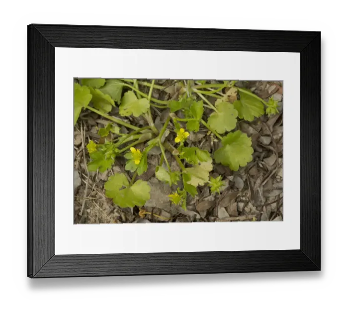 Framed Print : Rough-fruited Buttercup (Ranunculus muricatus) flowering, Sardinia, Italy, April Framed Print : Rough-fruited Buttercup (Ranunculus muricatus) flowering, Sardinia, Italy, April
