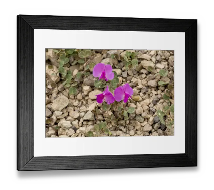 Framed Print : Vavilovia (Vavilovia formosa) flowering, at 3000m, Pontic Mountains, Anatolia, Turkey, July