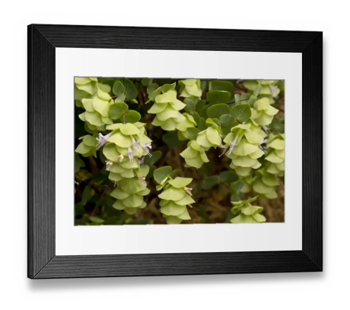 Framed Print : Round-leaved Oregano (Origanum rotundifolium) flowering, Pontic Mountains, Anatolia, Turkey, July Framed Print : Round-leaved Oregano (Origanum rotundifolium) flowering, Pontic Mountains, Anatolia, Turkey, July