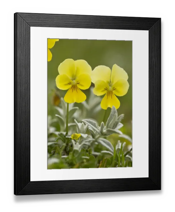 Framed Print : Eugenias Pansy (Viola eugeniae) flowering, Abruzzo N. P. Apennines, Italy, May Framed Print : Eugenias Pansy (Viola eugeniae) flowering, Abruzzo N. P. Apennines, Italy, May