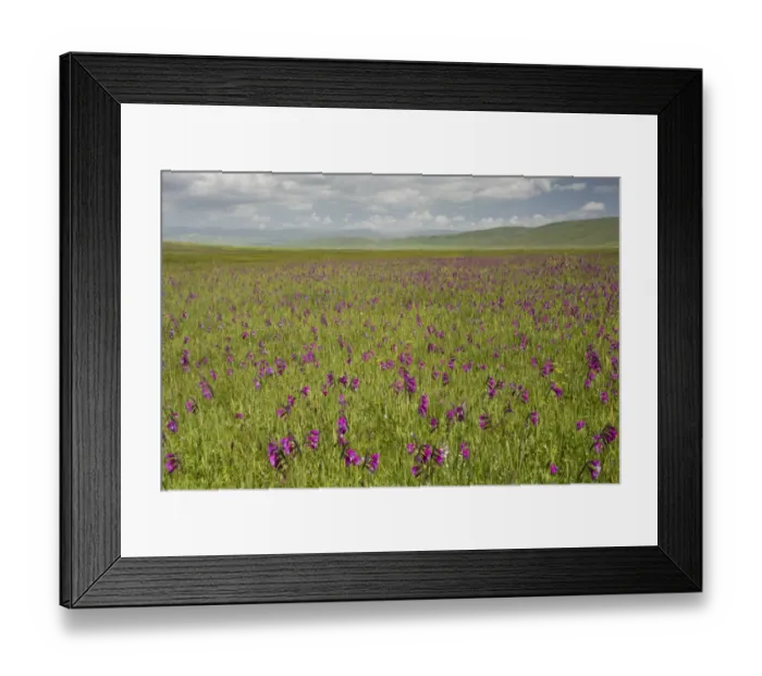 Framed Print : Wild Gladiolus (Gladiolus kotschyanus) flowering mass, growing in marshland habitat, near Cildir, Pontic Mountains