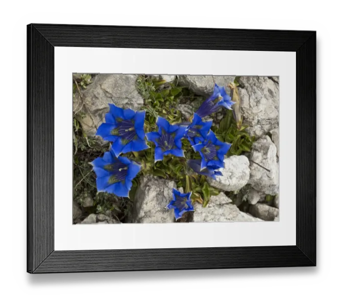 Framed Print : Ligurian Trumpet Gentian (Gentiana ligustica) flowering, Gran Sasso N. P. Apennines, Italy, May Framed Print : Ligurian Trumpet Gentian (Gentiana ligustica) flowering, Gran Sasso N. P. Apennines, Italy, May