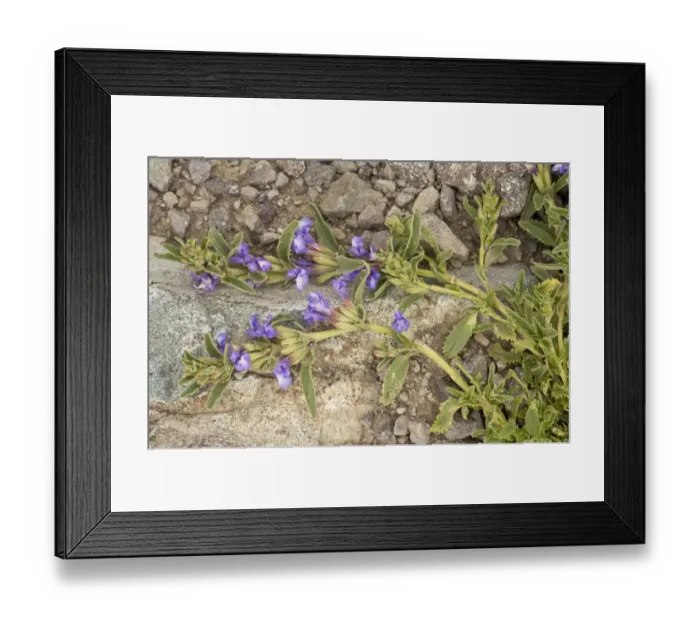 Framed Print : Dragon Head (Lallemantia canescens) flowering, at 3000m, Pontic Mountains, Anatolia, Turkey, July Framed Print : Dragon Head (Lallemantia canescens) flowering, at 3000m, Pontic Mountains, Anatolia, Turkey, July