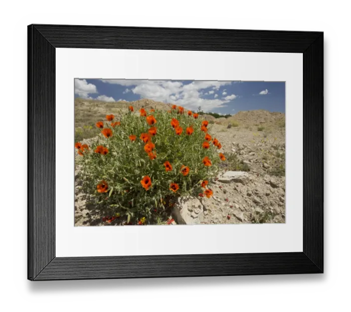 Framed Print : Large-flowered Horned Poppy (Glaucium grandiflorum) flowering, Pontic Mountains, Anatolia, Turkey, July Framed Print : Large-flowered Horned Poppy (Glaucium grandiflorum) flowering, Pontic Mountains, Anatolia, Turkey, July