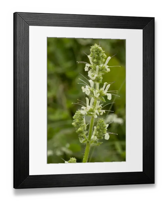 Framed Print : Iranian Sage (Salvia staminea) flowering, Pontic Mountains, Anatolia, Turkey, July Framed Print : Iranian Sage (Salvia staminea) flowering, Pontic Mountains, Anatolia, Turkey, July