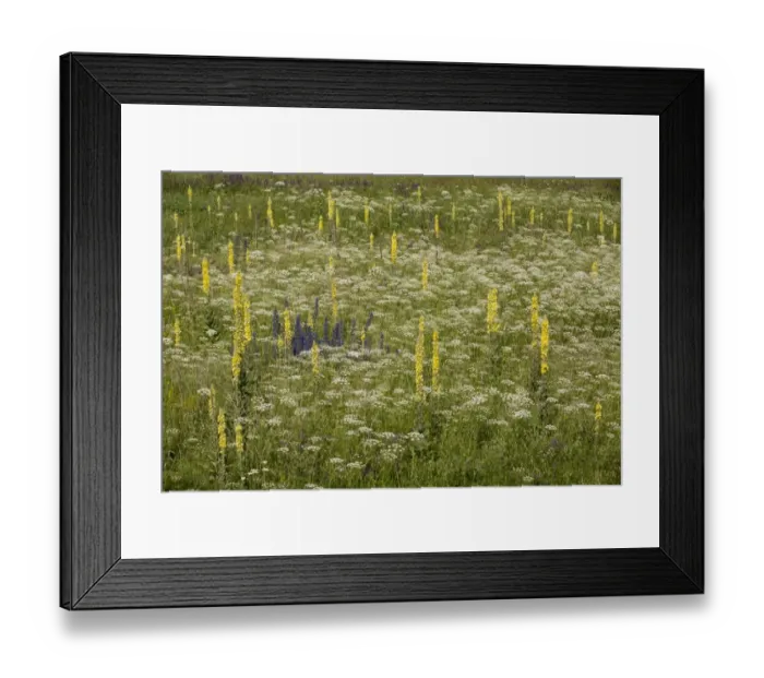Framed Print : Georgian Mullein (Verbascum georgicum) flowering, dominating flowery grassland, near Aktas Golu, Pontic Mountains Framed Print : Georgian Mullein (Verbascum georgicum) flowering, dominating flowery grassland, near Aktas Golu, Pontic Mountains