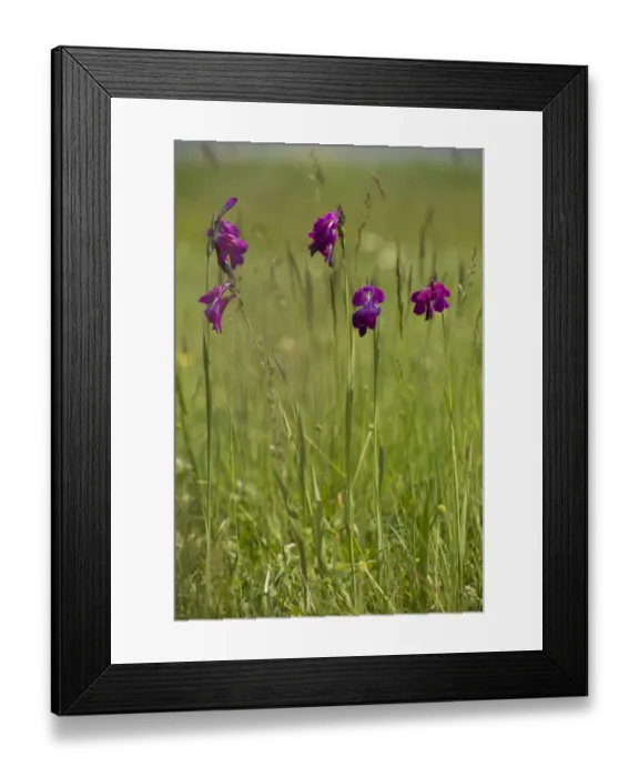 Framed Print : Wild Gladiolus (Gladiolus kotschyanus) flowering, growing in marshland, near Cildir, Pontic Mountains, Anatolia Framed Print : Wild Gladiolus (Gladiolus kotschyanus) flowering, growing in marshland, near Cildir, Pontic Mountains, Anatolia