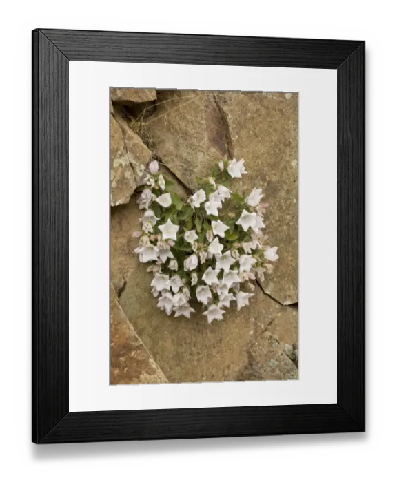 Framed Print : Birch-leaved Bellflower (Campanula betulifolia) flowering, growing on rocks, Coruh Valley, Pontic Mountains, Anatolia Framed Print : Birch-leaved Bellflower (Campanula betulifolia) flowering, growing on rocks, Coruh Valley, Pontic Mountains, Anatolia