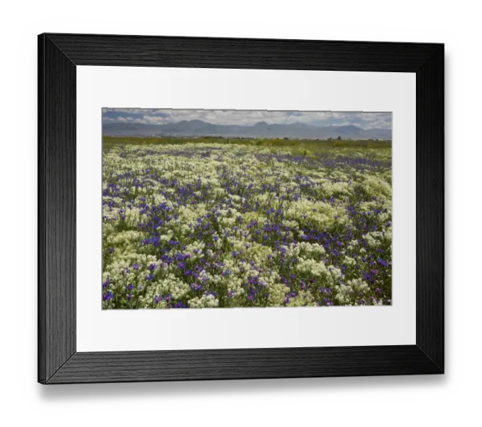 Framed Print : Low Cornflower (Centaurea depressa) flowering mass, dominating uncultivated field, near Erzurum, Pontic Mountains Framed Print : Low Cornflower (Centaurea depressa) flowering mass, dominating uncultivated field, near Erzurum, Pontic Mountains