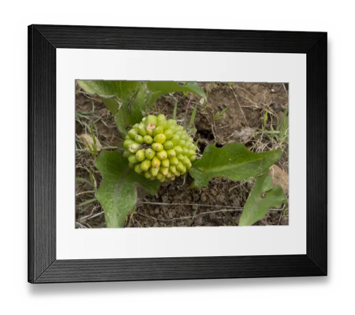 Framed Print : Autumn Arum (Arum pictum) seeds and fruits, Sardinia, Italy, April Framed Print : Autumn Arum (Arum pictum) seeds and fruits, Sardinia, Italy, April