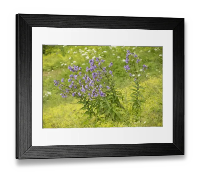 Framed Print : Milky Bellflower (Campanula lactiflora) flowering, Pontic Mountains, Anatolia, Turkey, July Framed Print : Milky Bellflower (Campanula lactiflora) flowering, Pontic Mountains, Anatolia, Turkey, July