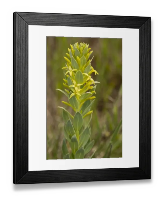 Framed Print : Thymelaea (Thymelaea sanamunda) flowering, growing in garrigue, Southwest France, May