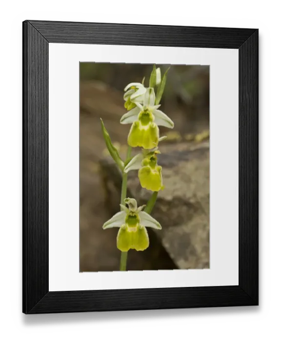 Framed Print : Chestermans Orchid (Ophrys chestermanii) albino form, flowering, Sardinia, Italy, April Framed Print : Chestermans Orchid (Ophrys chestermanii) albino form, flowering, Sardinia, Italy, April
