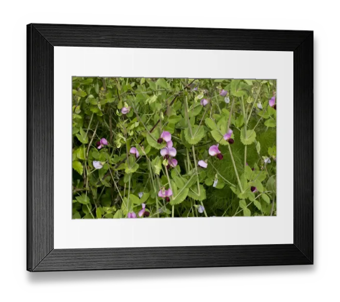 Framed Print : Wild Pea (Pisum sativum ssp. elatium) flowering, growing in old olive grove, Sardinia, Italy, April Framed Print : Wild Pea (Pisum sativum ssp. elatium) flowering, growing in old olive grove, Sardinia, Italy, April