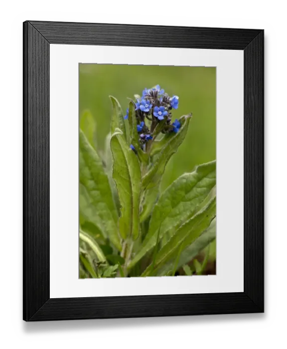Framed Print : False Alkanet (Anchusa barrelieri) flowering, Abruzzo N. P. Apennines, Italy, May Framed Print : False Alkanet (Anchusa barrelieri) flowering, Abruzzo N. P. Apennines, Italy, May