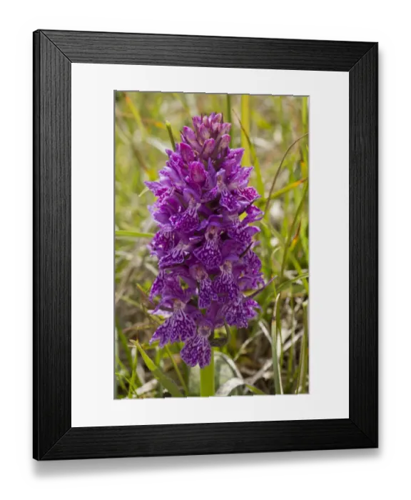 Framed Print : Anatolian Marsh Orchid (Dactylorhiza osmanica) flowering, Pontic Mountains, Anatolia, Turkey, July Framed Print : Anatolian Marsh Orchid (Dactylorhiza osmanica) flowering, Pontic Mountains, Anatolia, Turkey, July