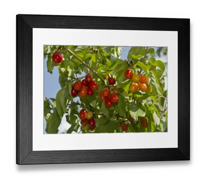 Framed Print : Cornelian Cherry (Cornus mas) close-up of ripe fruit, Pontic Mountains, Anatolia, Turkey, July Framed Print : Cornelian Cherry (Cornus mas) close-up of ripe fruit, Pontic Mountains, Anatolia, Turkey, July