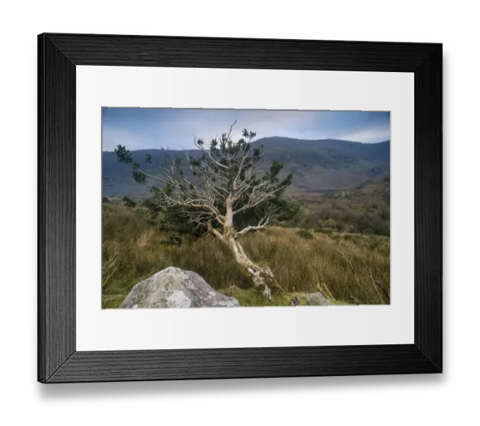 Framed Print : European Holly (Ilex aquifolium) gnarled habit, growing on hillside, Black Valley, Macgillycuddys Reeks, Killarney Framed Print : European Holly (Ilex aquifolium) gnarled habit, growing on hillside, Black Valley, Macgillycuddys Reeks, Killarney