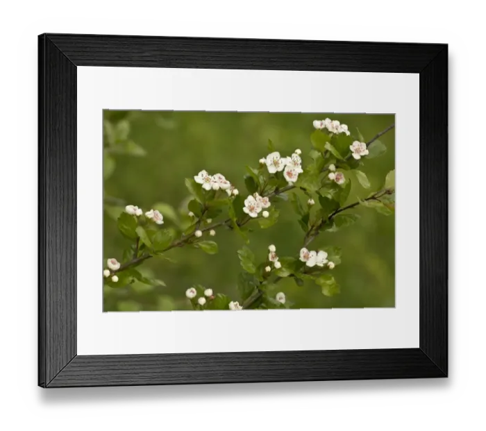 Framed Print : Midland Hawthorn (Crataegus laevigata) close-up of leaves and flowers, Vercors, French Alps, France, May Framed Print : Midland Hawthorn (Crataegus laevigata) close-up of leaves and flowers, Vercors, French Alps, France, May