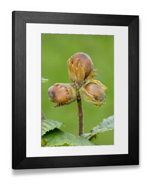 Framed Print : Common Hazel (Corylus avellana) close-up of nuts, Dorset, England, September Framed Print : Common Hazel (Corylus avellana) close-up of nuts, Dorset, England, September
