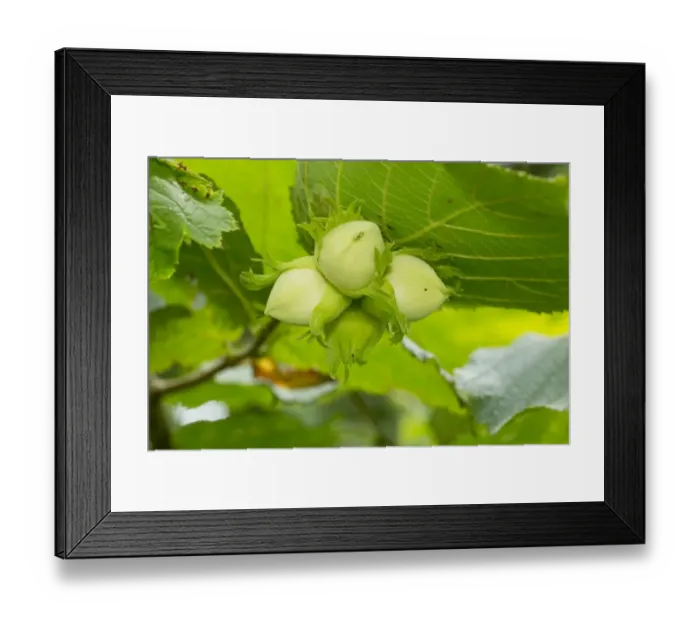Framed Print : Common Hazel (Corylus avellana) close-up of ripening nuts, Devon, England, July Framed Print : Common Hazel (Corylus avellana) close-up of ripening nuts, Devon, England, July