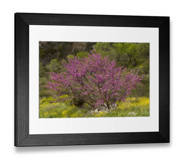 Framed Print : Judas Tree (Cercis siliquastrum) habit, flowering amongst wildflowers, Pilion, Greece, April