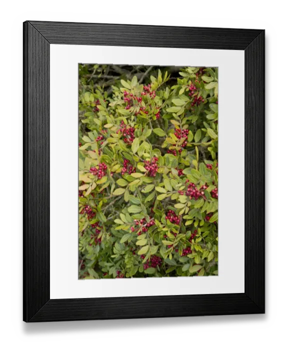 Framed Print : Mastic Tree (Pistacia lentiscus) close-up of leaves and fruit, France, October Framed Print : Mastic Tree (Pistacia lentiscus) close-up of leaves and fruit, France, October